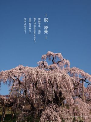 脱原発滝桜.jpg